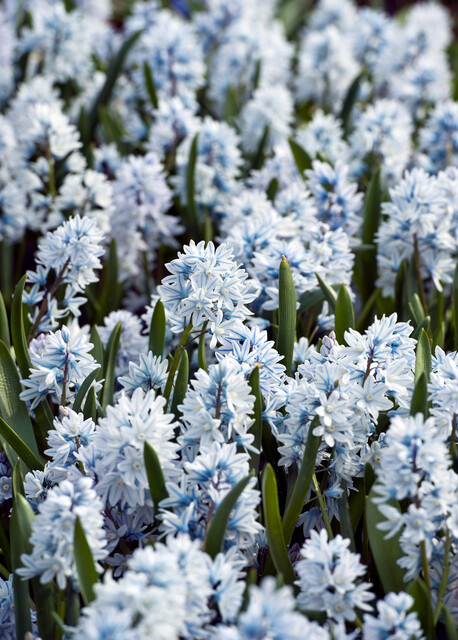 Puschkinia (Striped Squill)